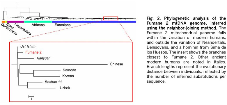 2015_Benazzi_Figure2.jpeg