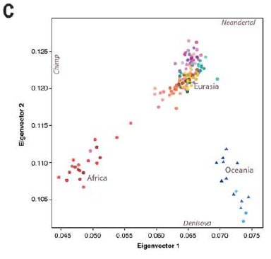2016_Vernot_Figure1C.jpg