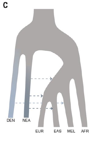 2016_Vernot_Figure3C.jpg